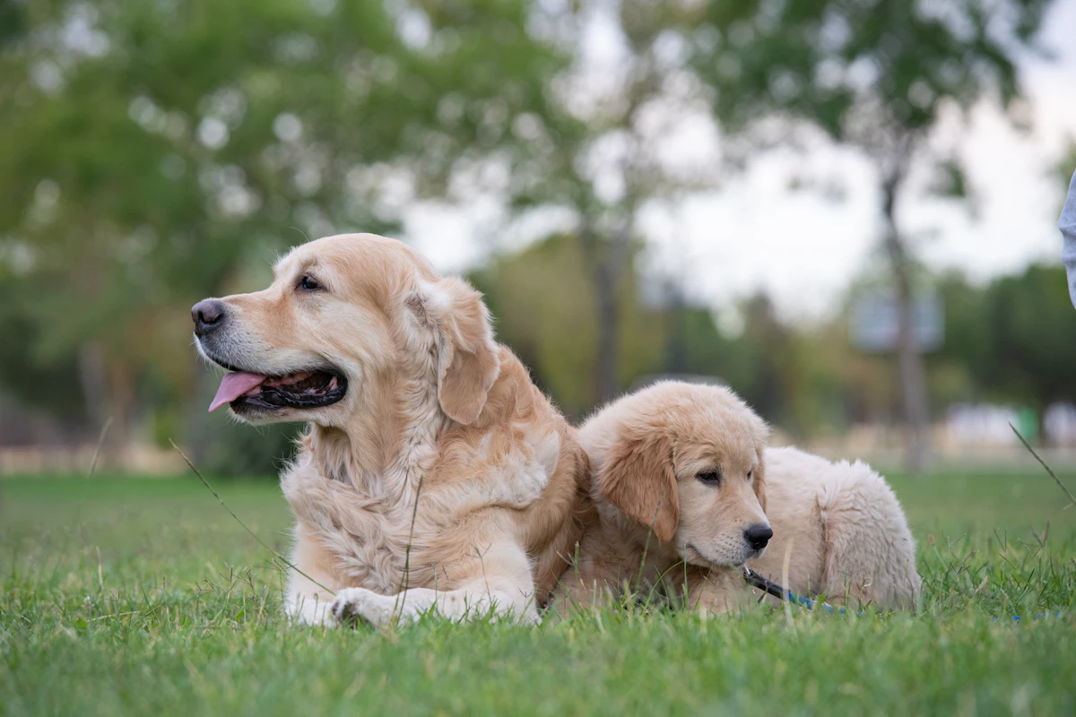 An adult golden retriever lying beside a puppy in the grass