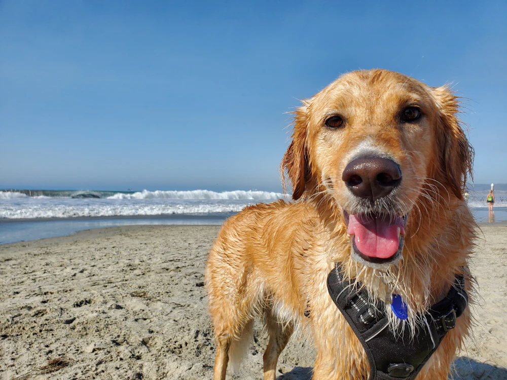 A wet golden retriever smiling on the shore