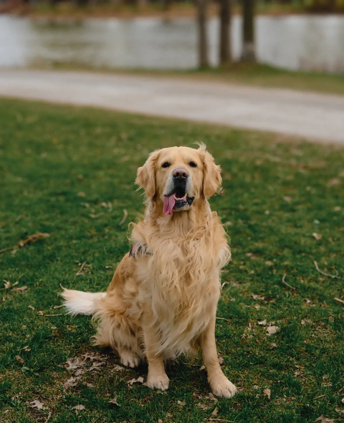 Honey, a light gold golden retriever, sitting in the grass