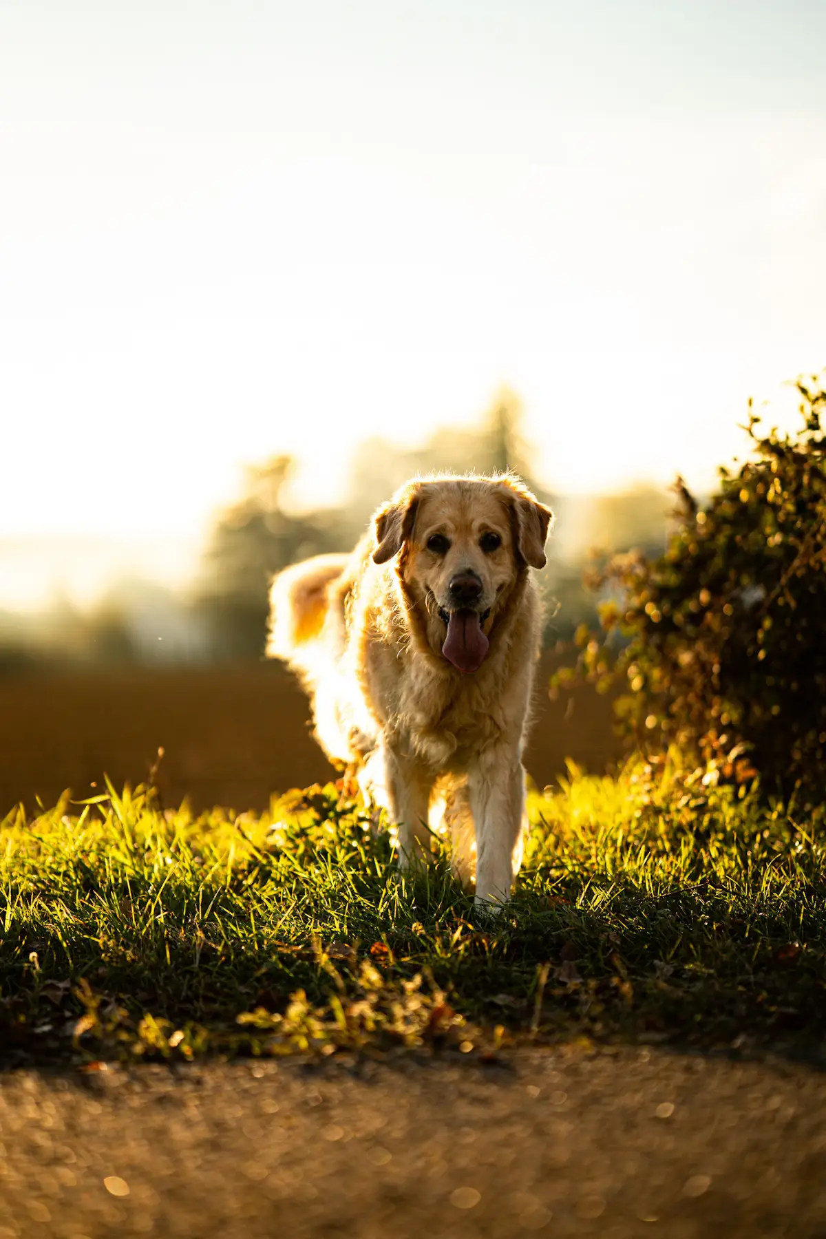 A golden retriever walking through tall grass at golden hour