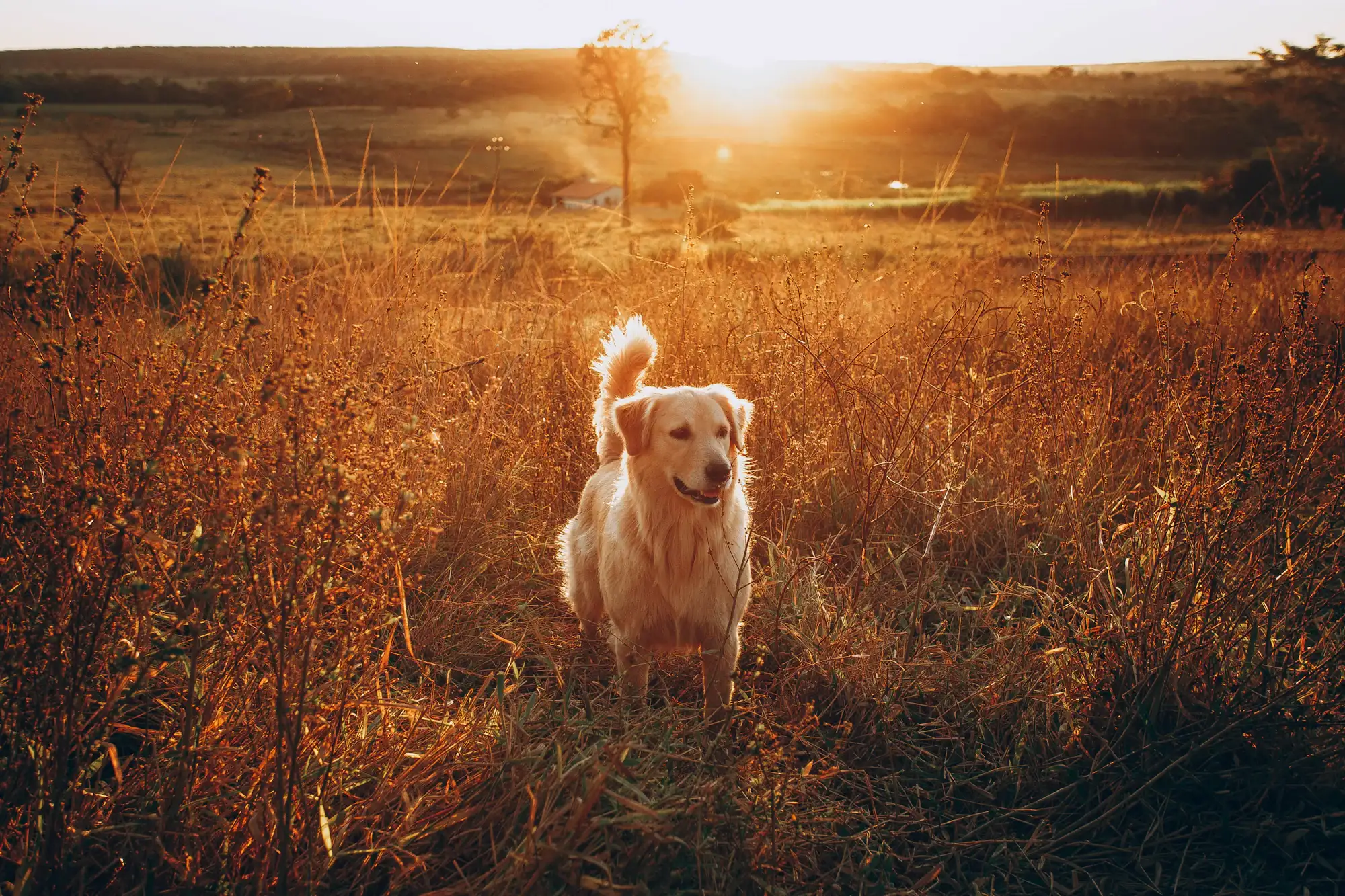 A golden retriever standing in a sunlit Texas meadow at golden hour