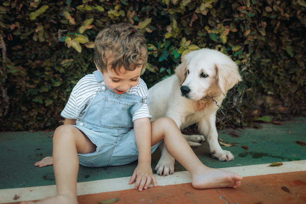 Clover, a light cream male golden retriever puppy