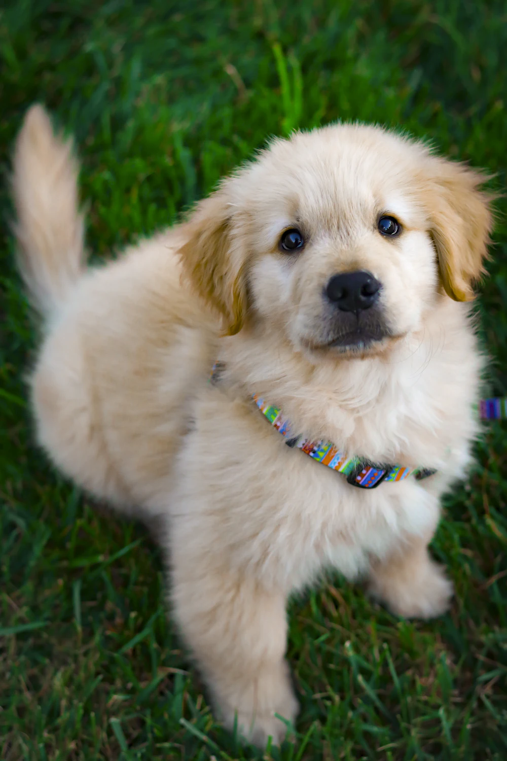 Juniper, a light gold female golden retriever puppy