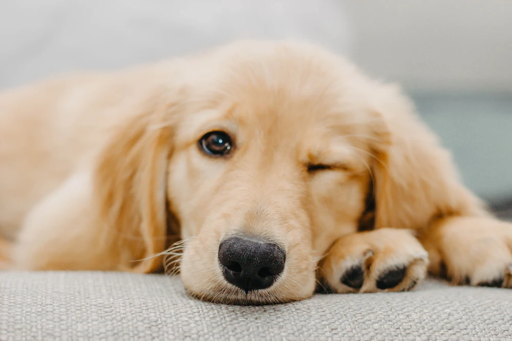 Plum, a medium gold male golden retriever puppy