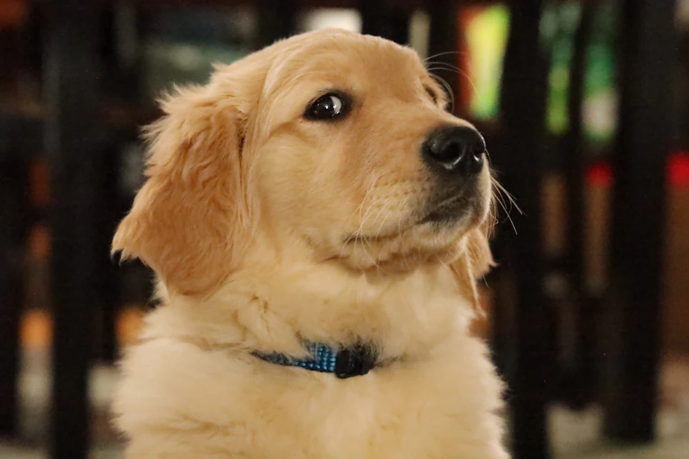 Sapphire, a medium gold male golden retriever puppy