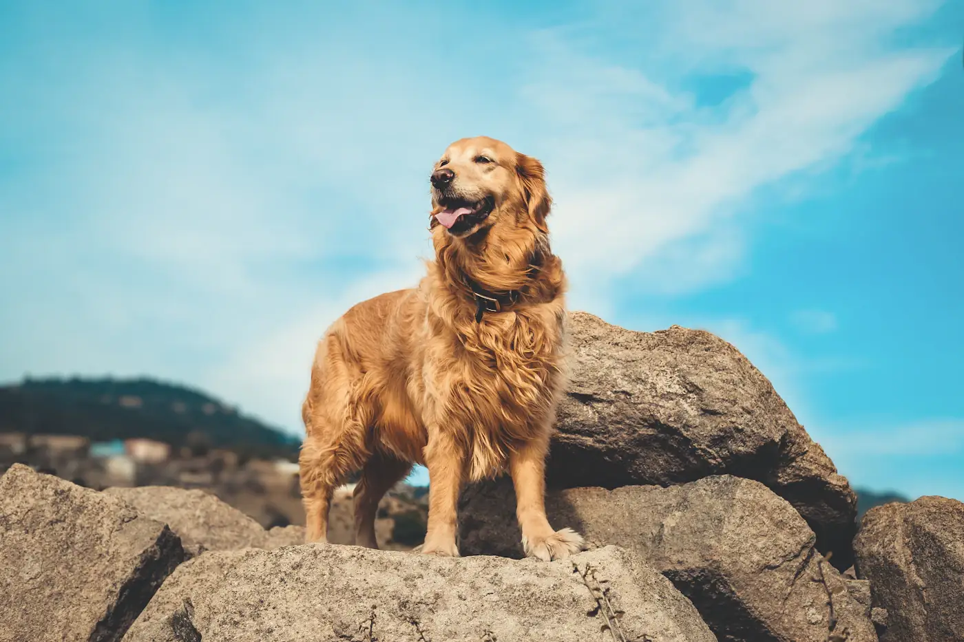 Duke, a medium gold golden retriever, standing proudly on rocks